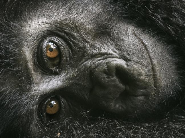 EMBARGO - FOR THURSDAY Dec 6th PAPERS. Wildlife Photographer Of The Year 2018 - Lumix People's Choice Award:   Resting Mountain Gorilla by David Lloyd The baby gorilla clung to its mother whilst keeping a curious eye on David. He had been trekking in South Bwindi, Uganda, when he came across the whole family. Following them, they then stopped in a small clearing to relax and groom each other. MUST CREDIT : Photographer/Wildlife Photographer of the Year/Natural History Museum