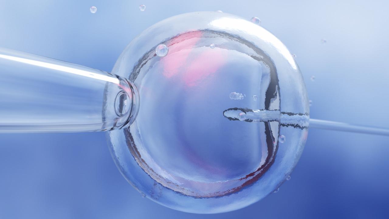 IVF (in vitro fertilisation) or insemination of female egg with microscope