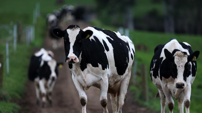 Fonterra has revised its opening milk price. Picture Chris Kidd