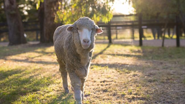 Baarack, after his makeover at Edgar’s Mission. Picture: Supplied