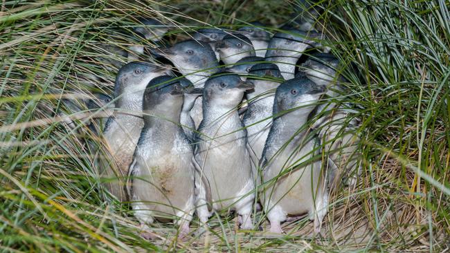 A group of little Penguins on Bruny Island.