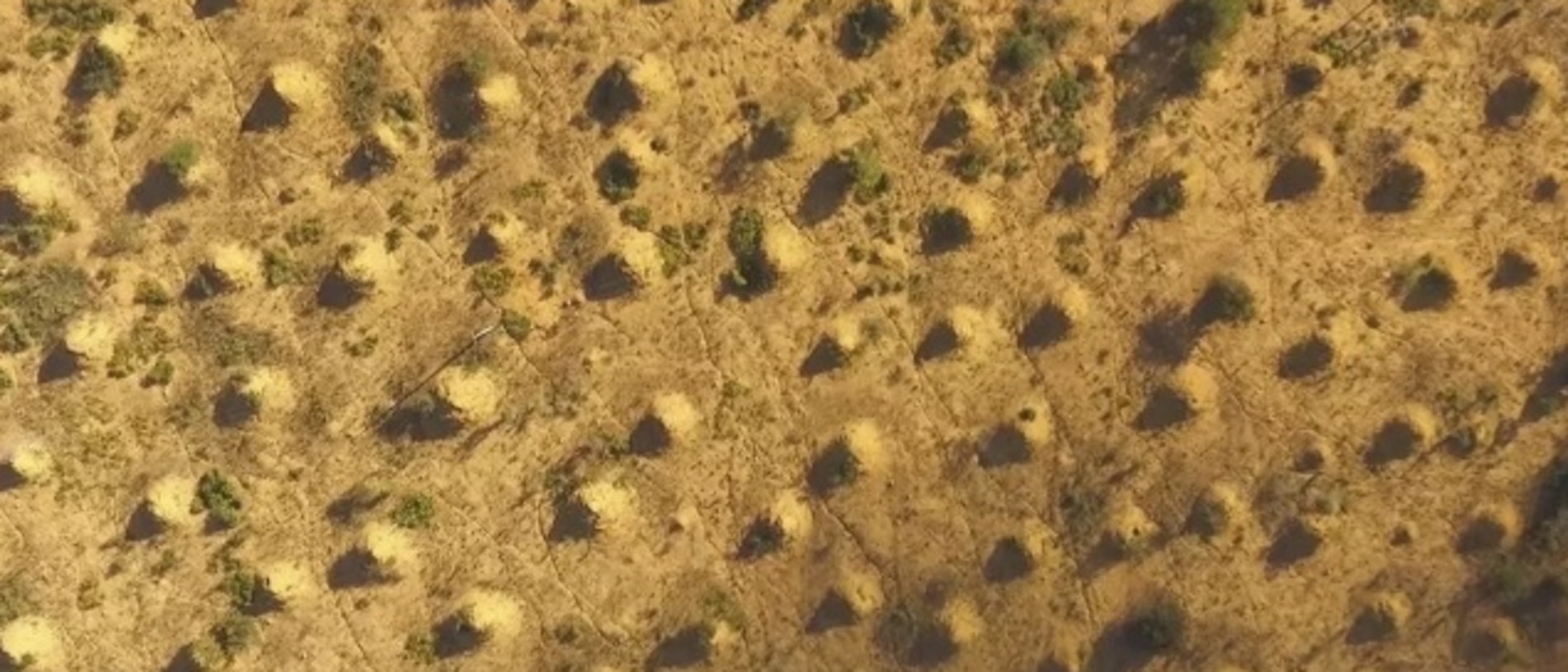 An aerial view of the termite mounds, which are spread across the Brazilian caatinga forests. Picture: Roy Funch