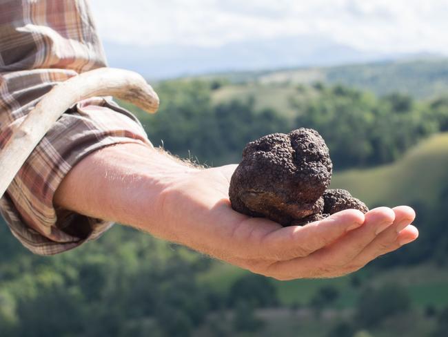 ESCAPE: Truffle Hunt, Wild Foods Italy. Picture: SuppliedSource: wildfoodsitaly.com