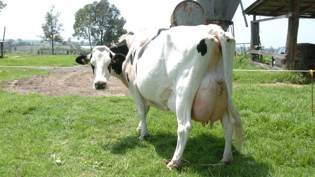 A milker from Maryland Farming Company in Bringelly in 2004.