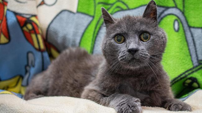 Stitch the cat recoversr from his surgery. Picture: Barb Seidel / RSPCA