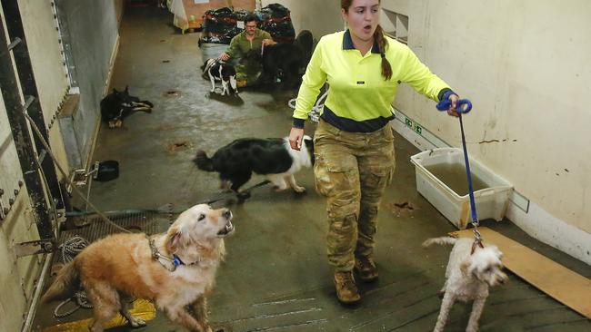 On board the HMAS Choules dogs are cared for by crew in an enclosed area. Picture: David Caird