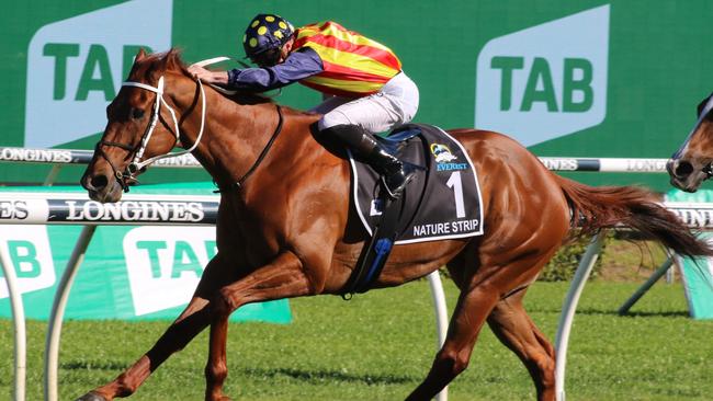 The Everest champion, Nature Strip, has a mortgage on the Darley Sprint Classic. Picture: Grant Guy