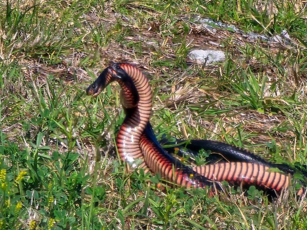 Karin Hocking was mesmerized by the two red-bellied black snakes she filmed battling it out for a mate at Old Bar.