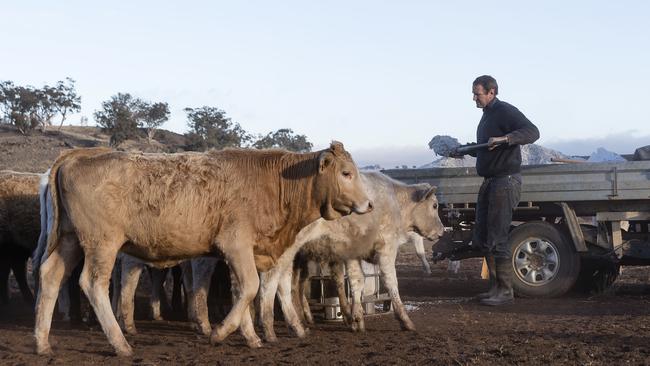 Angus Attkinson works on his farm, feeding hungry cattle a mix of cottion seeds and hay near Coonabarabran. Picture: Getty