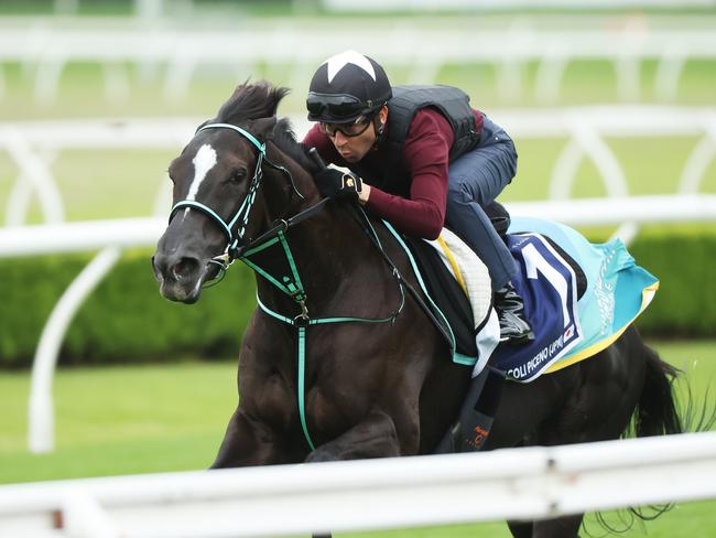 The Daily Telegraph 30.10.2024 Ascoli Piceno ridden by Jockey Joao Moreira pictured. Canterbury trackwork with the four internationals here for the Golden Eagle - Ascoli Piceno, Corazon Beat, Lake Forest and Lazzat. Picture: Rohan Kelly.