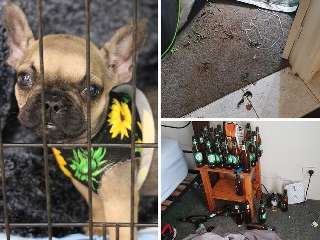 Sickening images have emerged from inside this animal cruelty den.