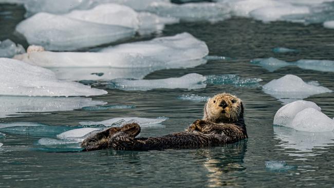 A sea otter in Prince William Sound, Alaska.