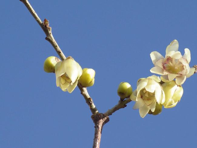 Wintersweet/Chimonanthus