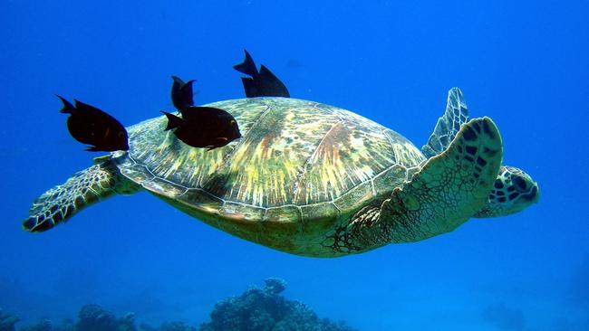 A range of species would pop around the dive site. Picture: iStock