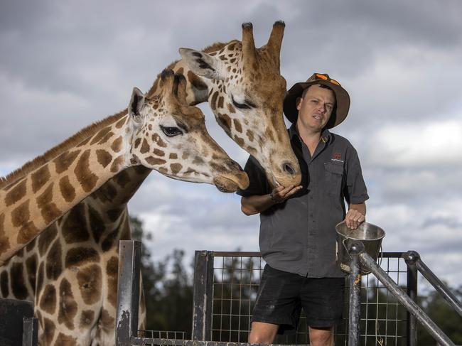 NSW South Coast, AUSTRALIAPhotos 07 January 2021 Cody Wentzel, Mogo Zoo senior lead keeper of carnivores and ungulates with some giraffes. Picture: The Australian/Gary Ramage