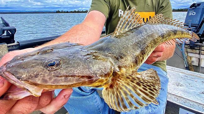 Michael Davidson of Campbell Town caught this whopper 70cm flathead in the Swan River. (released)