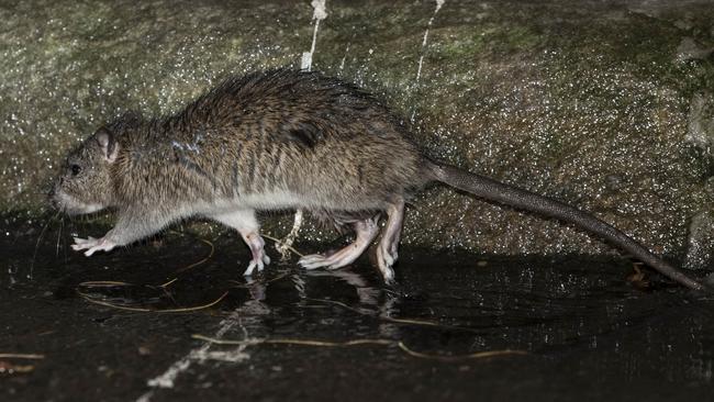 There are roughly 200 rats for every Sydneysider.