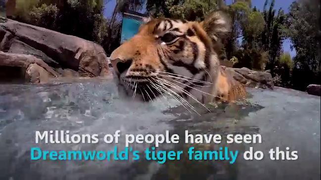 A day in the life of a Dreamworld Tiger handler