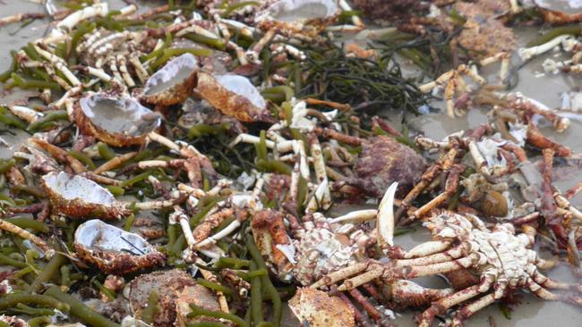 Riddle as crabs left high and dry on Raspins Beach on Tasmania’s East ...