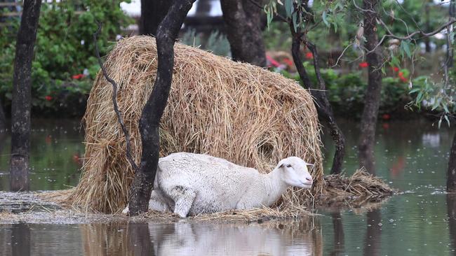 A sheep huddles beside a hay bale in flood waters beside the Midland Highway near Bendigo. Picture: David Crosling