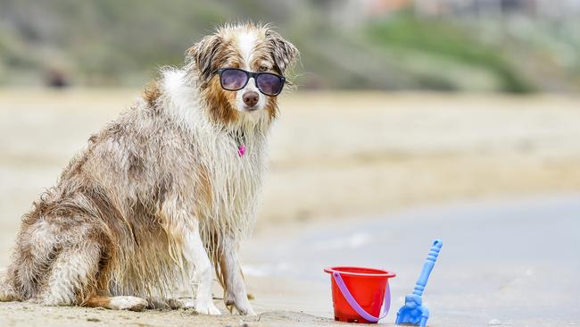 Kira ready for a dip at Mentone Beach. Picture: Jason Edwards