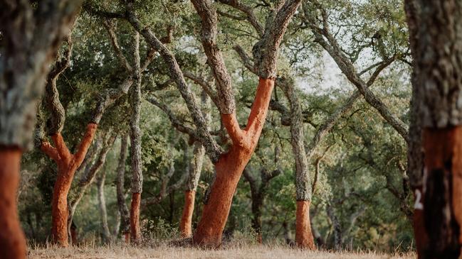 Cork trees in the Alentejo countryside.