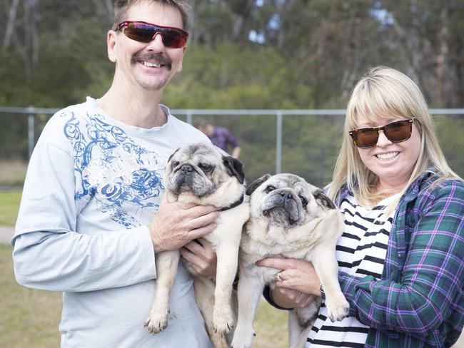 Macarthur Chronicle - Pictured LTR: Steve Bates (with Barney) and Amanda Parrao (with Archie) of Moorebank NSW Australia CONTACT PHOTOGRAPHER FOR MOBILE - Campbelltown Pug Club held a Pug meet and greet along with a few casual races at Mary Brookes Park, Kellerman Drive, Campbelltown NSW Australia. Other breeds of dog were also invited to race.