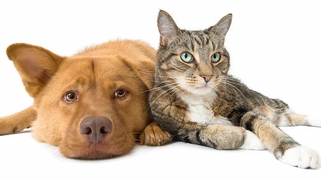 cat and dog