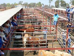 WARWICK MARKET: Flood losses of livestock could put upward pressure on cattle prices. Picture: Sophie Lester