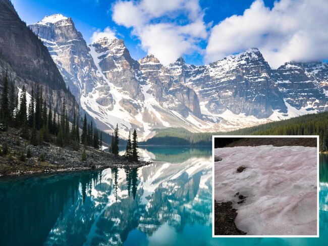 Pink-colored ‘watermelon snow’ on Rocky Mountains sparks interest for visitors