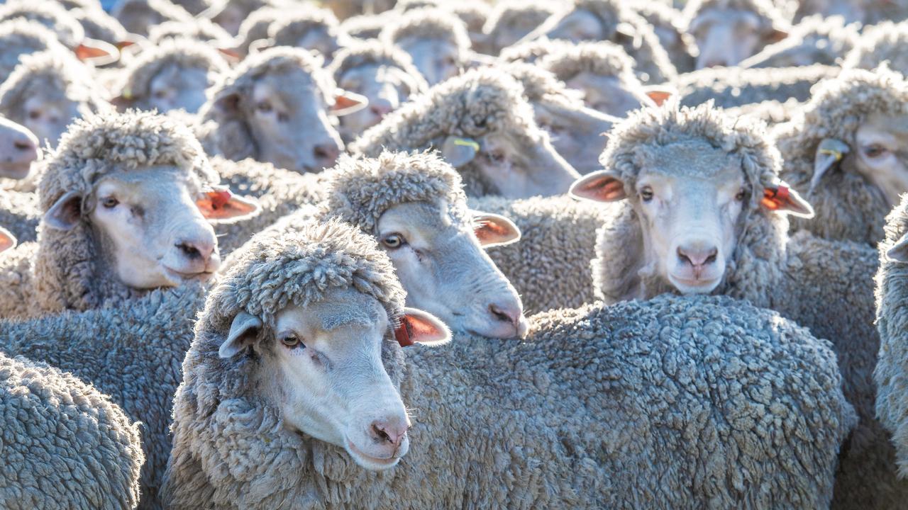 ‘Got to keep going’: Farmer’s frustration at ‘constant’ thefts