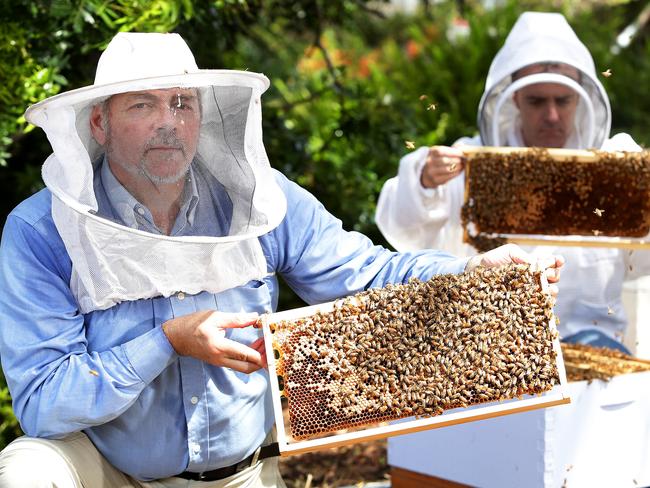 Northern Beaches Beekeepers Paul Hoskinson bees Manly Vale | Daily ...