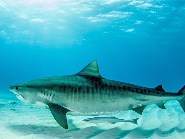 Experts say sharks, like this Tiger Shark, are attracted to murky waters and areas where they are likely to get a quick feed.