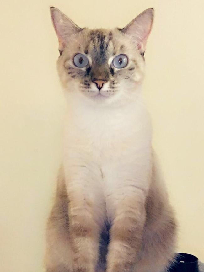This is the majestic Sage, watching over her household humans from her tower. Picture: Chantal May