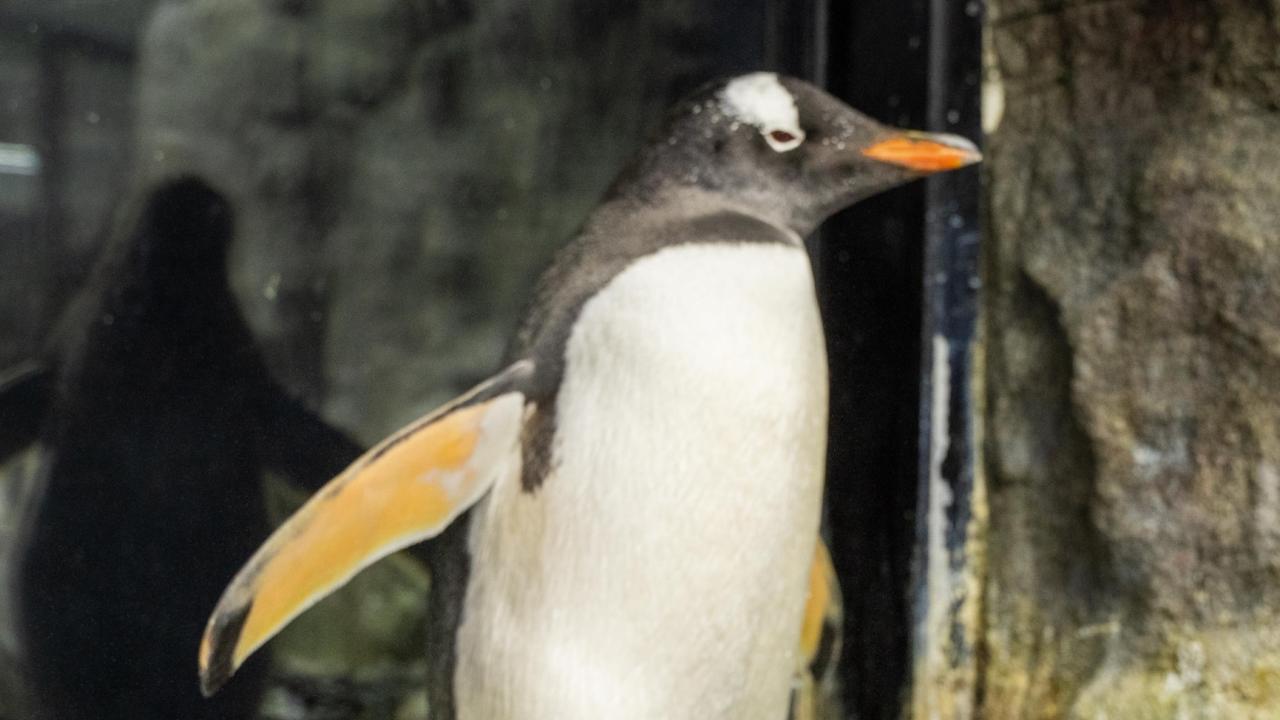 Sphen and Magic: Pasangan penguin sesama jenis merayakan hari jadinya di SEA LIFE Sydney Aquarium