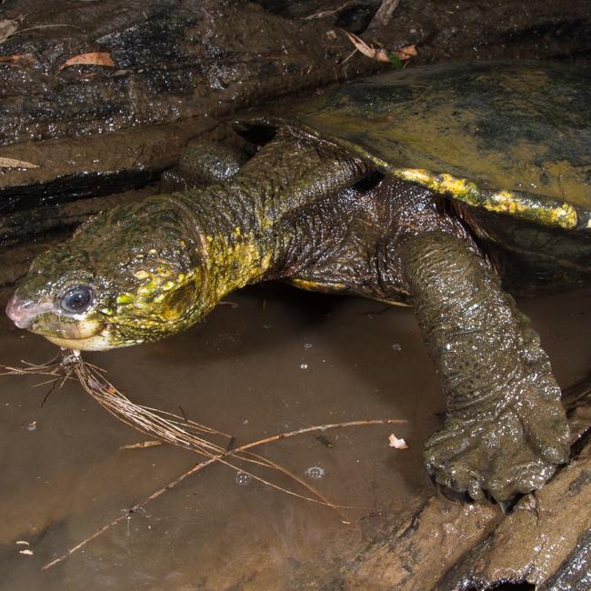 Gas giant, Santos recently backed away from plans to release untreated CSG wastewater into the Central Queensland river which is home to the critically endangered species. Picture: Stephen Zozaya.