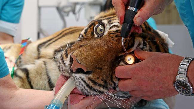 Taronga Zoo senior vet Larry Vogelnest checks Jumilah’s eyes. Picture: Toby Zerna