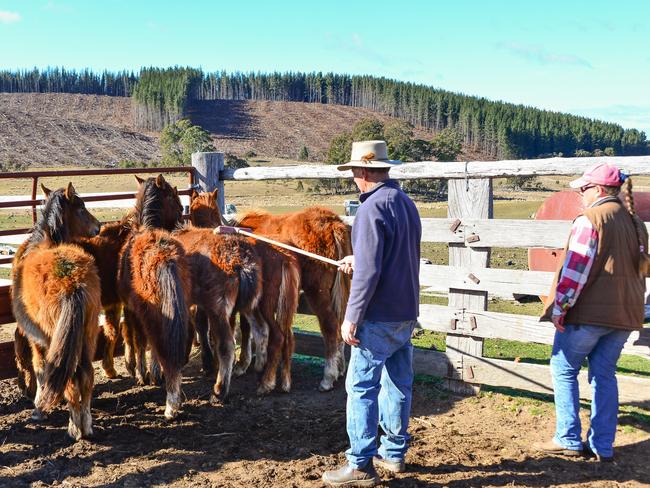 Together they have so far rescued and found homes for 36 young brumbies. Picture: Judy Goggin