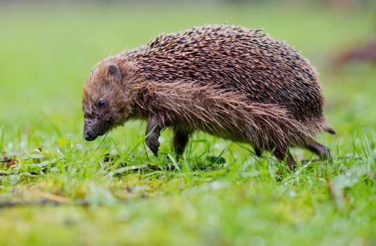 Mowed down by cars, European hedgehog numbers shrinking