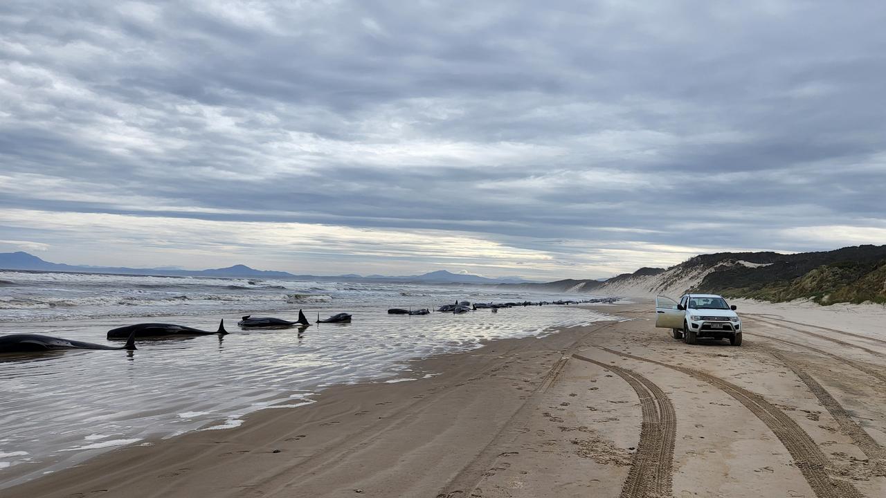 STRAHAN, AUSTRALIA - SEPTEMBER 21: In this handout image provided by Huon Aquaculture, whales are seen beached along the shoreline on September 21, 2022 in Strahan, Australia. Hundreds of whales pilot have become stranded at Macquarie Harbour on Tasmania's west coast in a mass stranding event. (Photo by Huon Aquaculture via Getty Images)