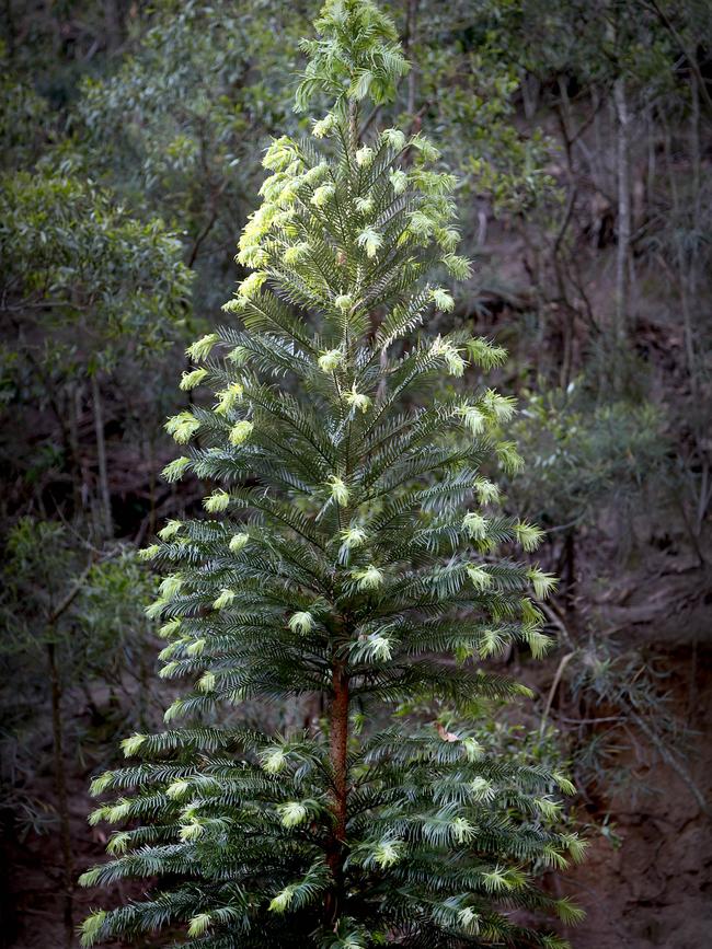 The Wollemi pine tree. Picture by Chris Pavlich