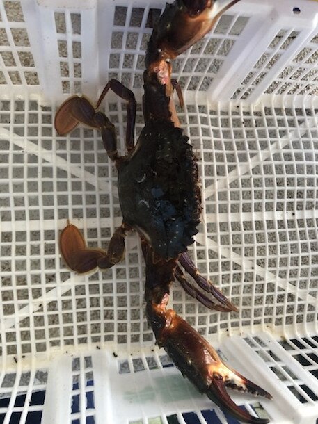 An Asian paddle crab found north of Outer Harbor. Picture: Supplied