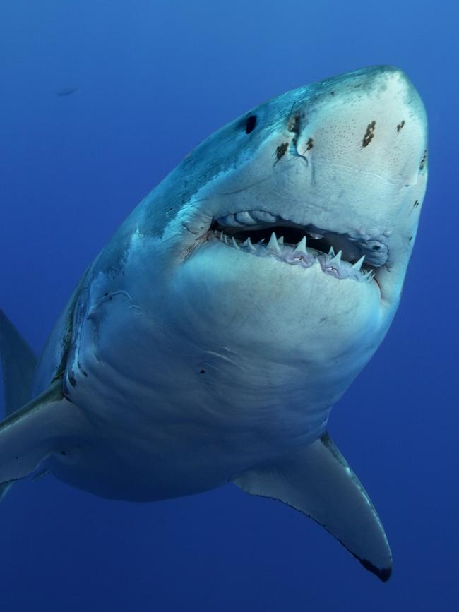 Shark nets should be removed from beaches