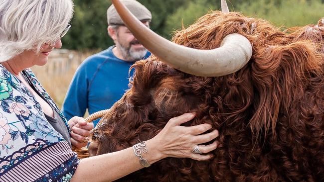 Feeding animals including highland cows, goats, ducks, chickens and alpacas is part of the experience at the Barn at Eden Farmstay, Cygnet