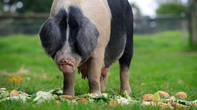 It is illegal to feed pigs food scraps from a restaurant, hotel or home that may have been in contact with meat or other material derived from a mammal or bird.