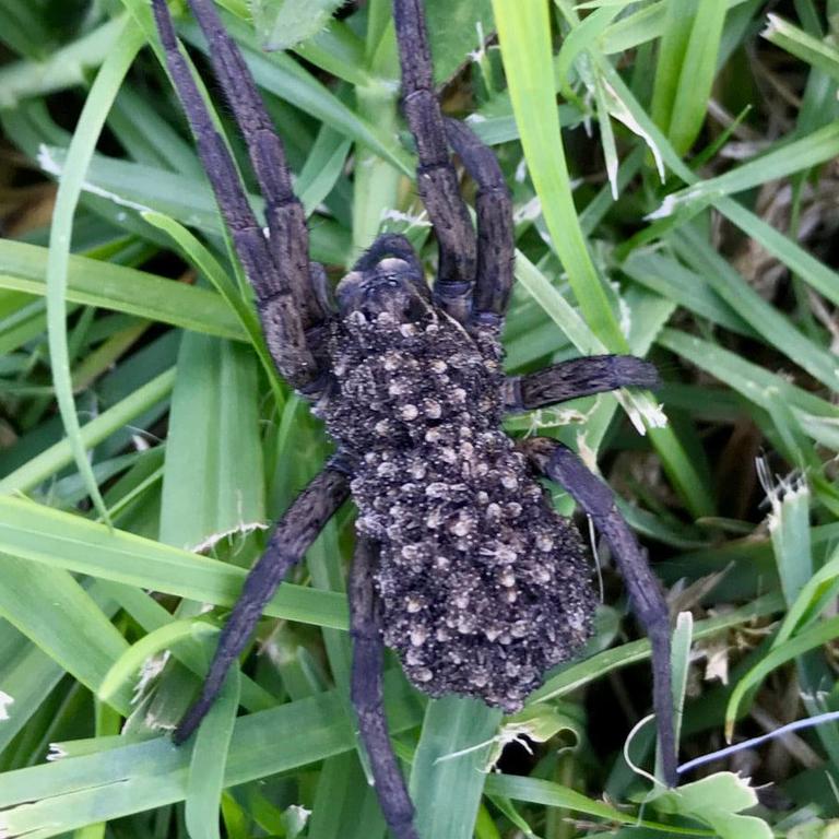 TODAY - A crop farmer has captured this incredible photo of a baby brown  snake caught and killed by a daddy long-legs spider on his farm at  Griffith, NSW. Only. In. Australia. (