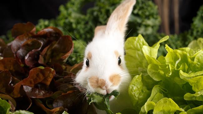 Kokomo enjoys a snack at the RSPCA. Picture: Matt Turner.