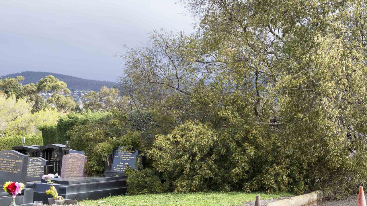 Tasmania Wet Weather - Cornelian Bay Cemetery fallen tree. Picture: Caroline Tan