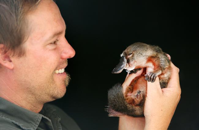 Tim Faulkner with a three-month-old juvenile platypus being nursed back to health at the Australian Reptile Park. Picture: Peter Clark