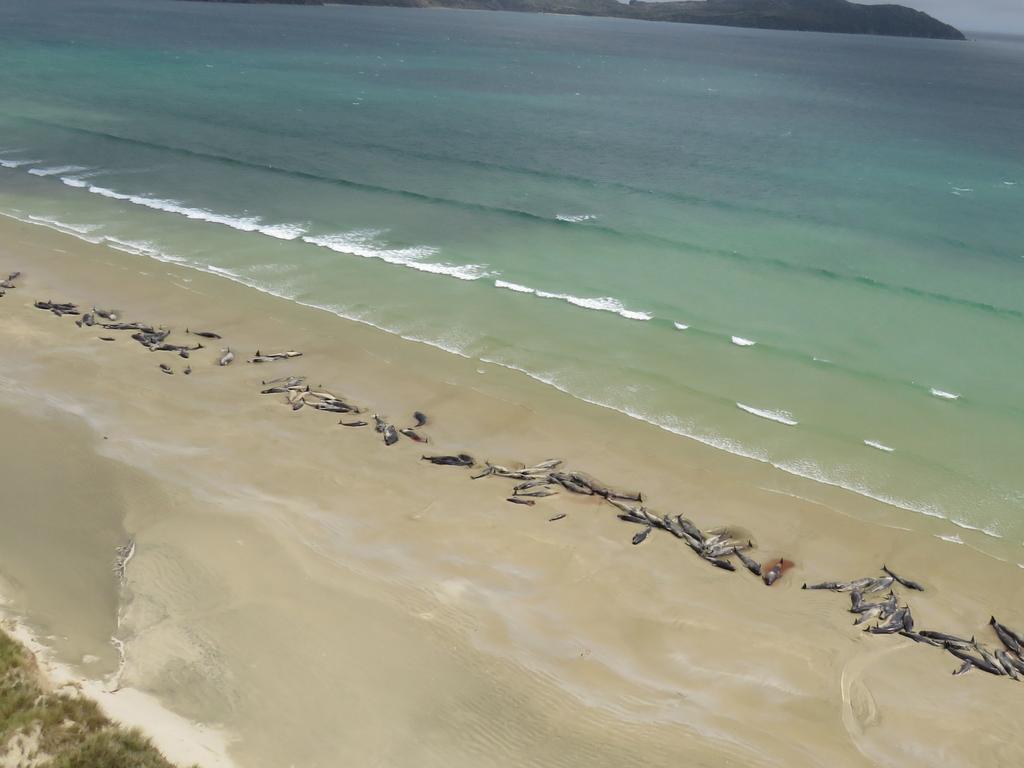 145 dead pilot whales on a remote beach on Stewart Island in the far south of New Zealand. Picture: New Zealand Department of Conservation/AFP